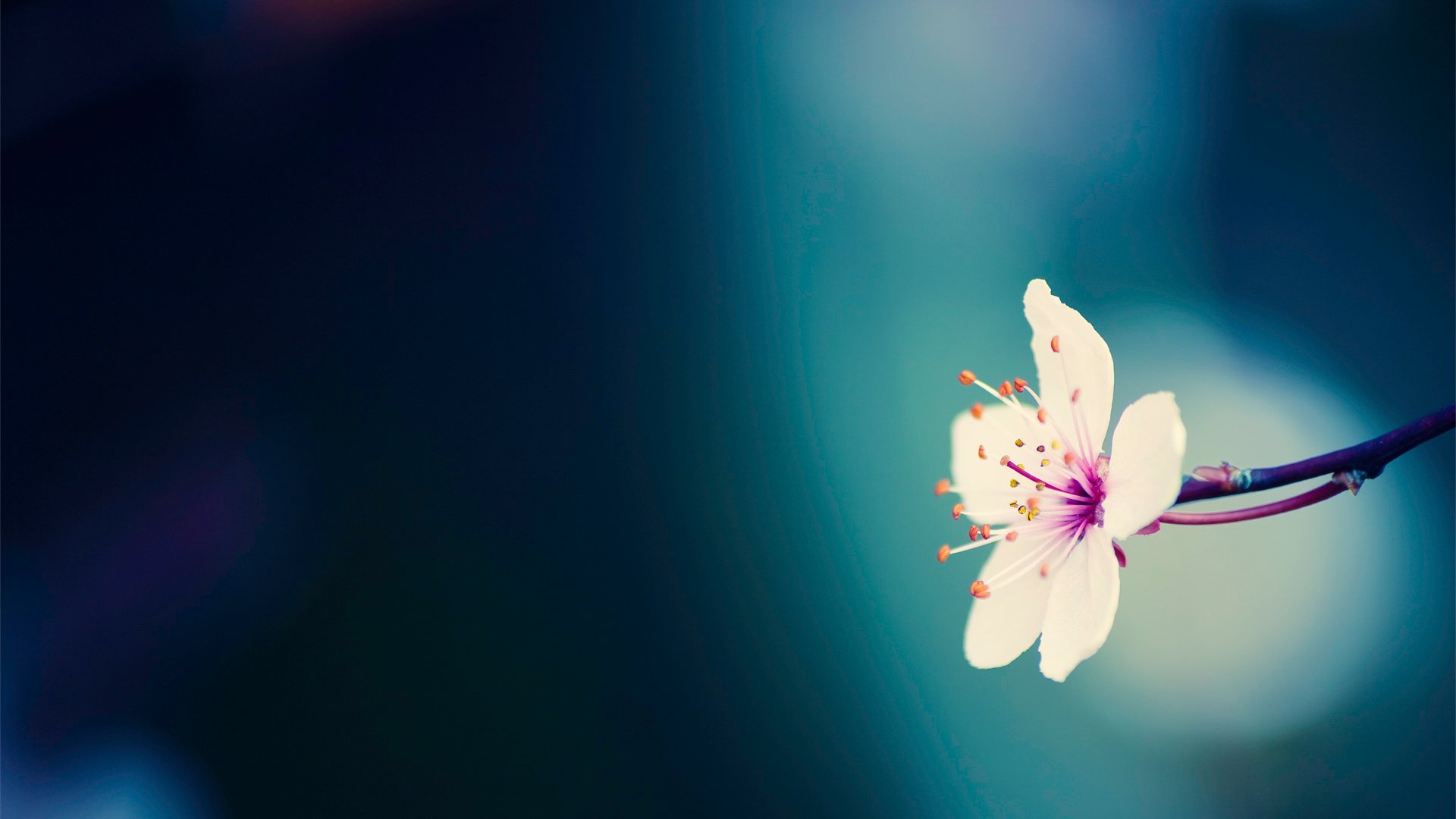 pretty-flower-wallpaper-hd-resolution
